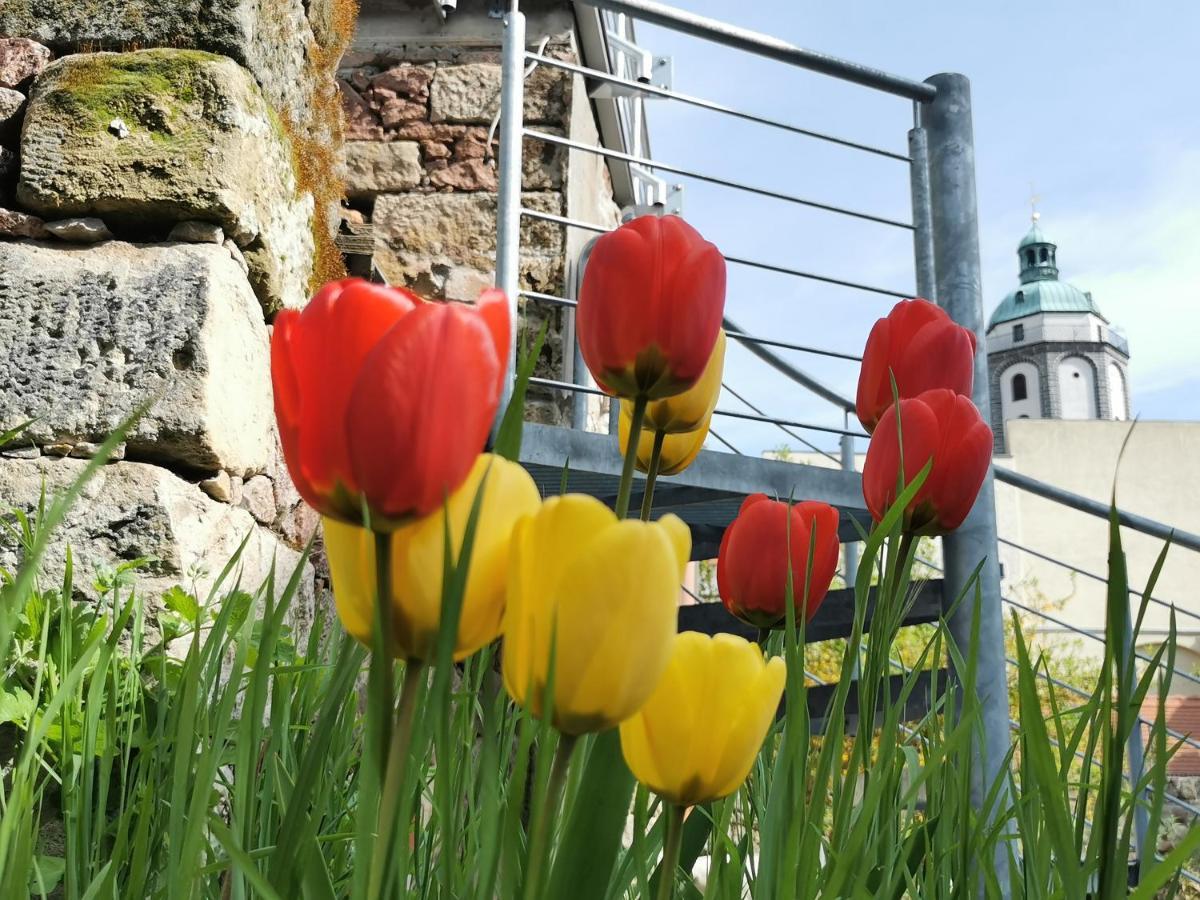 Fynbos In Der Altstadt, Frauenkirche, Historisch, Parkplatz Meissen