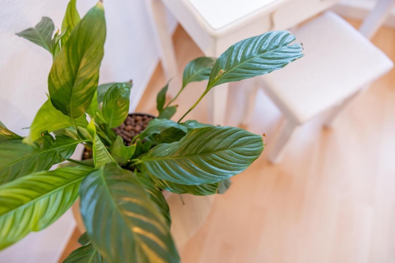 Fynbos In Der Altstadt, Frauenkirche, Historisch, Parkplatz Appartement